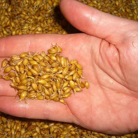 엿기름 사진